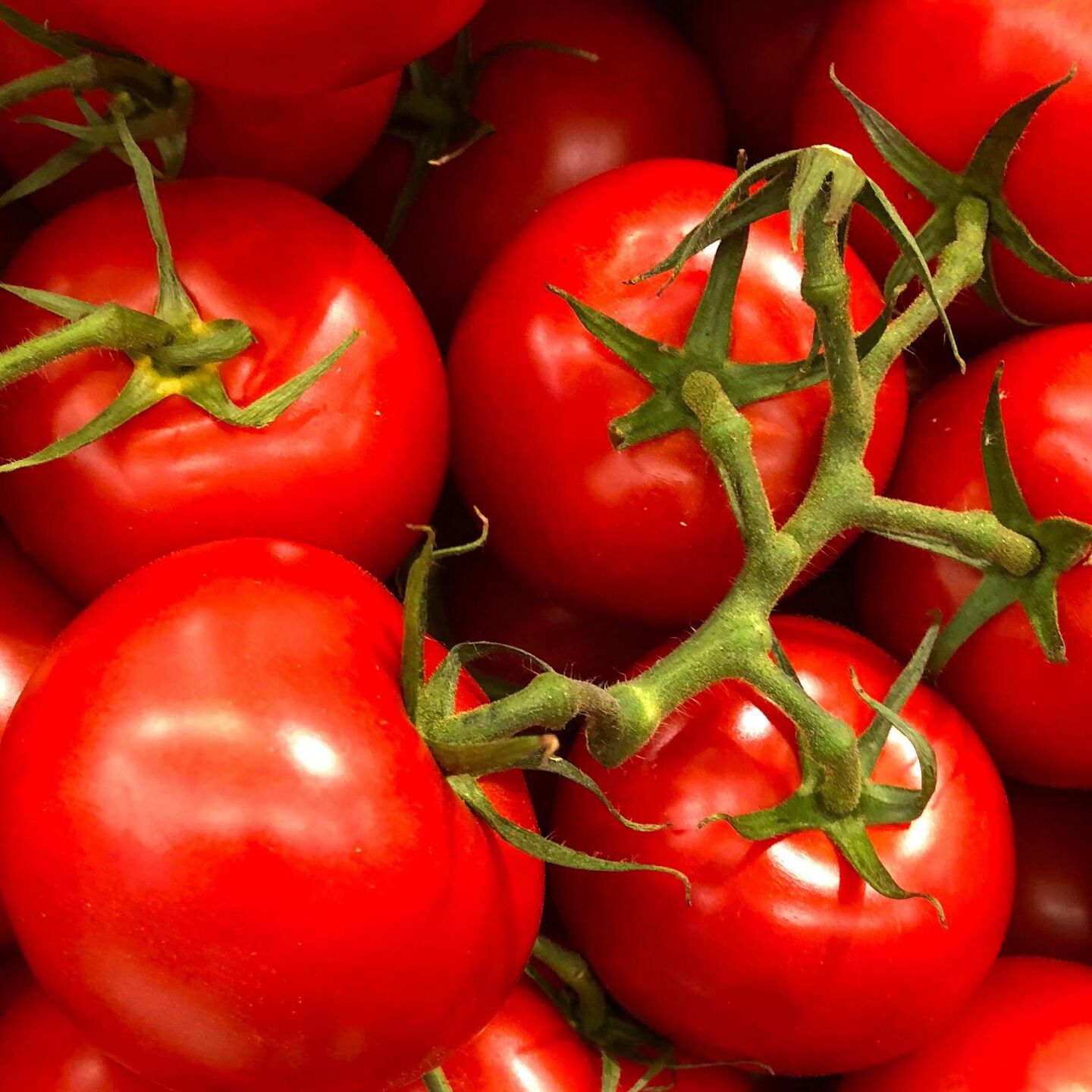 <b>CAN DOGS EAT TOMATOES?</b><br><br>Most dogs love raw fruit and veg, but should tomatoes be on the menu? Our guide explains&hellip;</br>